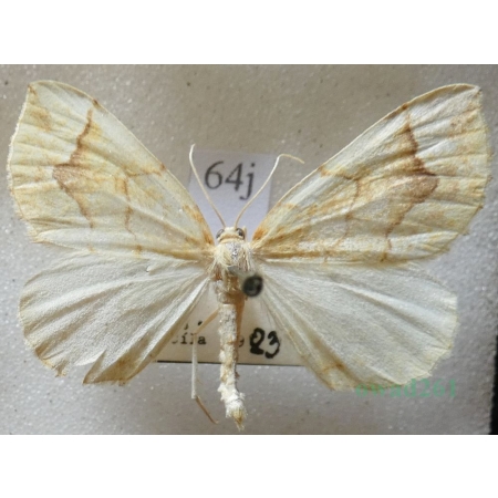 Eulithis mellinata (Fabricius, 1787) male Nacinek żółcieniak Czech64j
